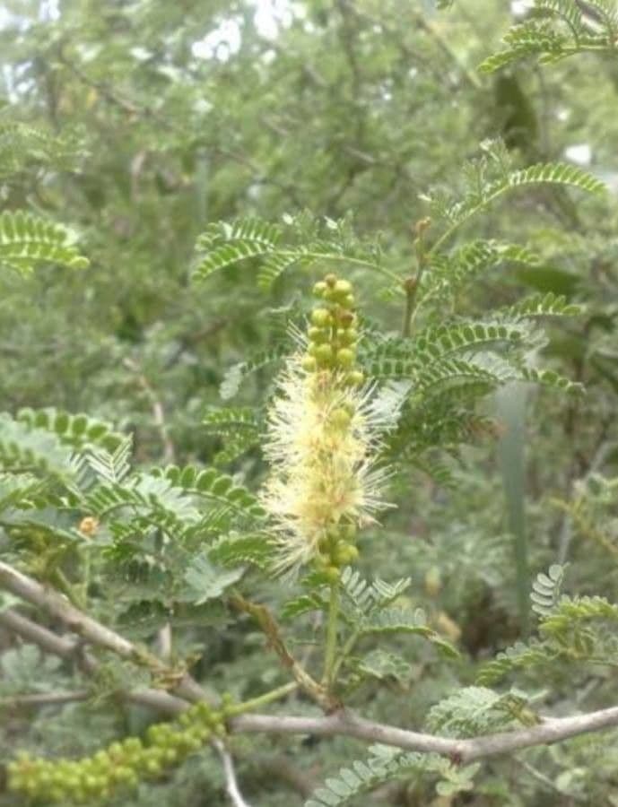 Acacia albida 5