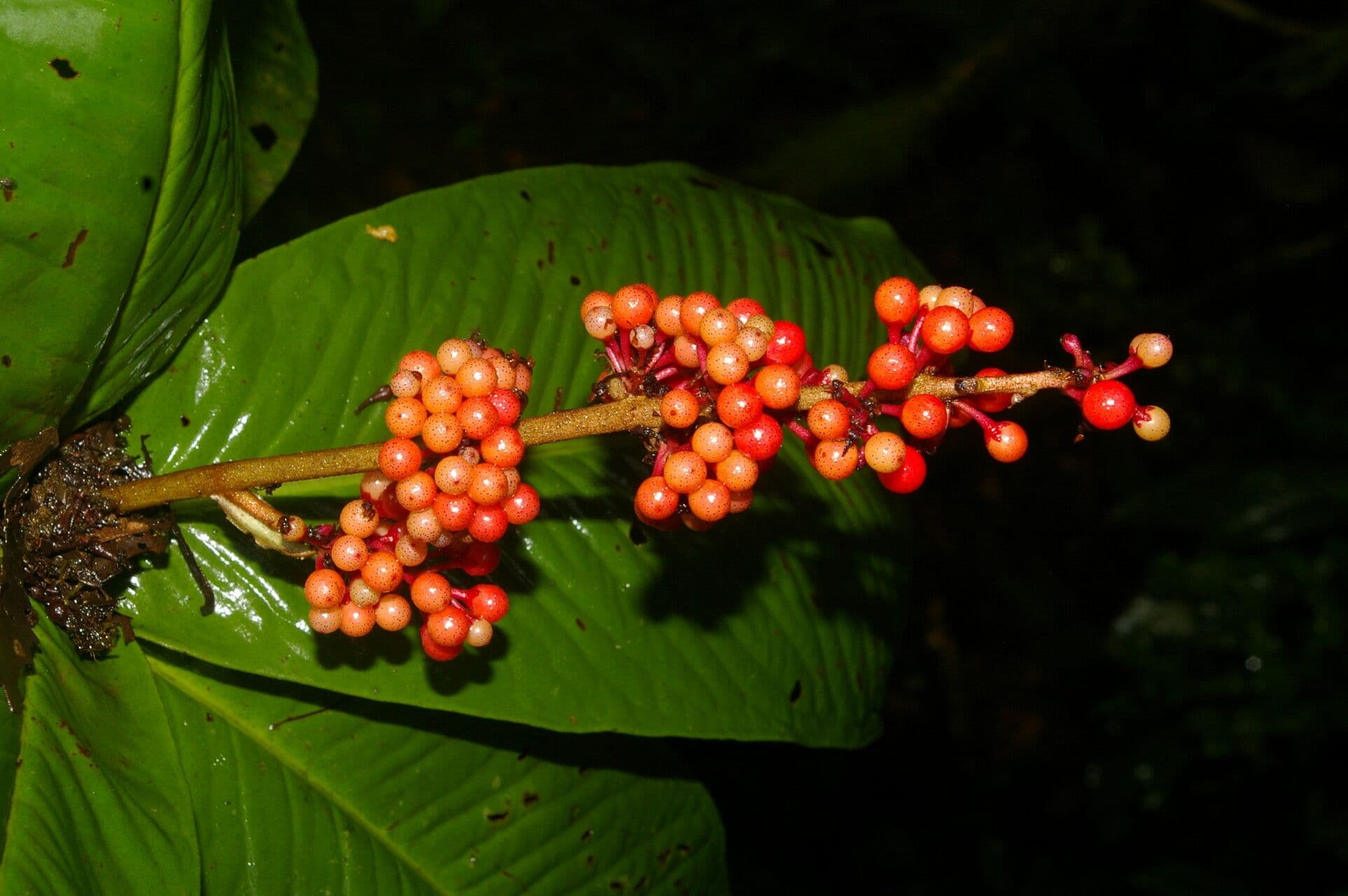 Ardisia 9