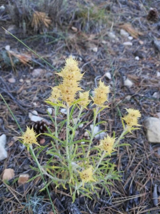 Sideritis