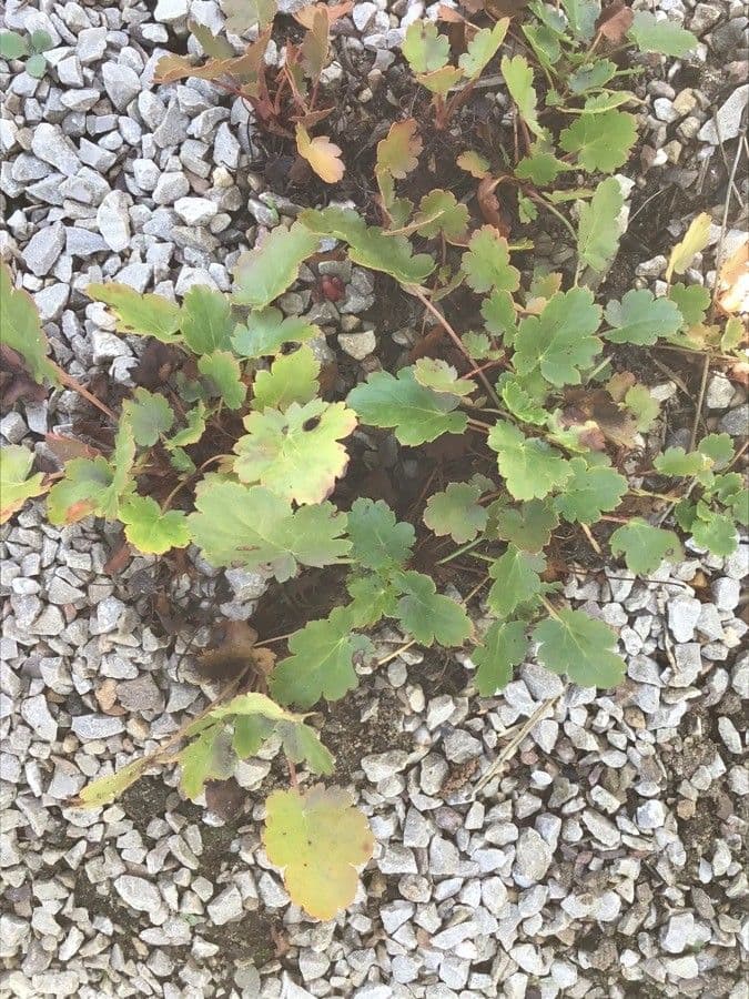 Alumroot de Merriam 6