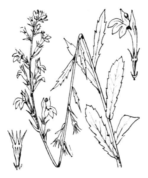 Lobelia urens 20
