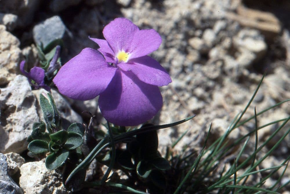 Viola 11