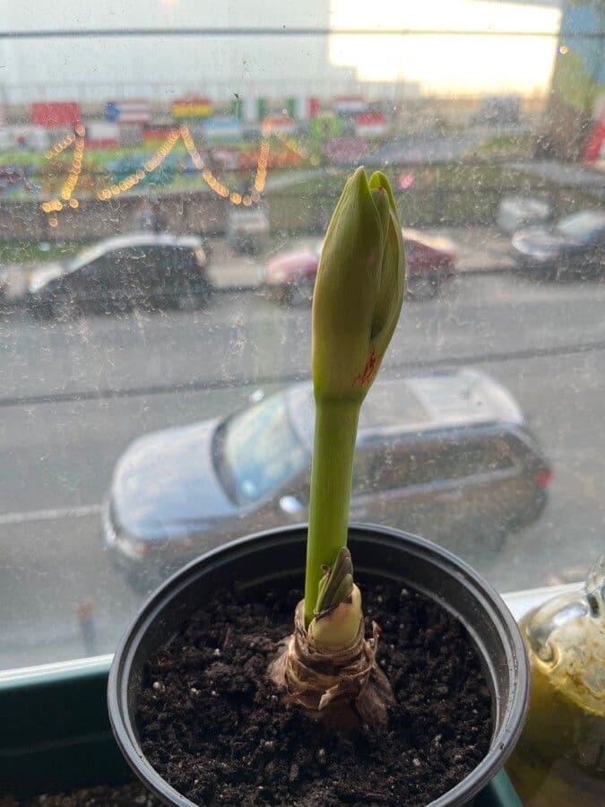 Amaryllis regina 28