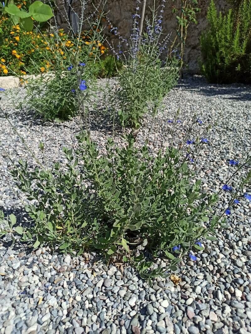 Salvia germandrina 12