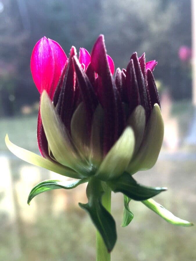 Dalia 26
