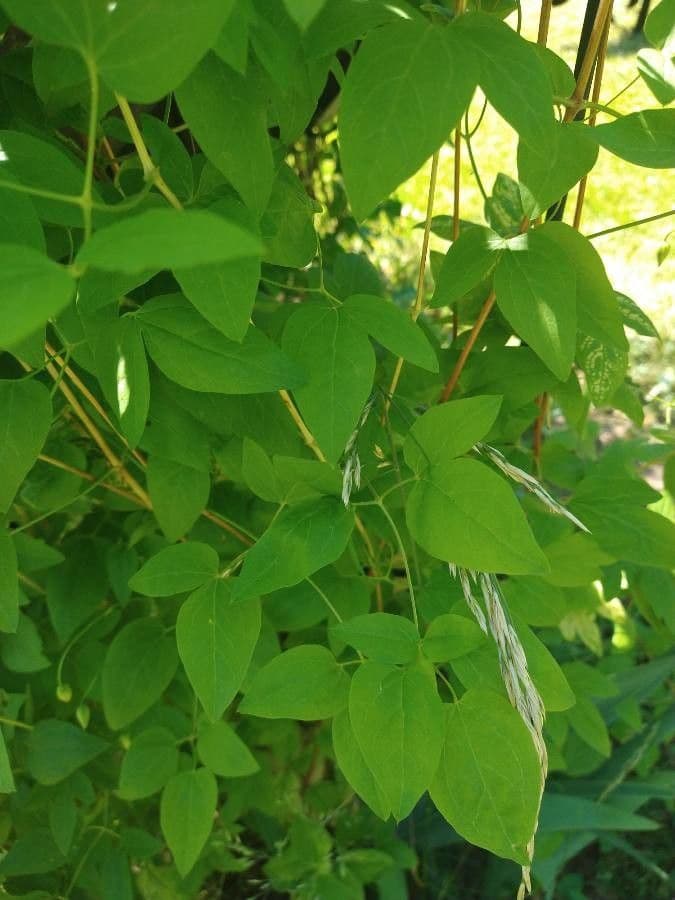 Clematide riccia 13