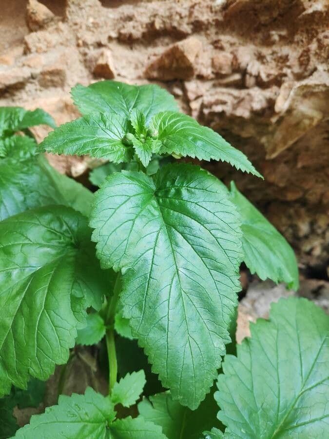 Scrophularia 14