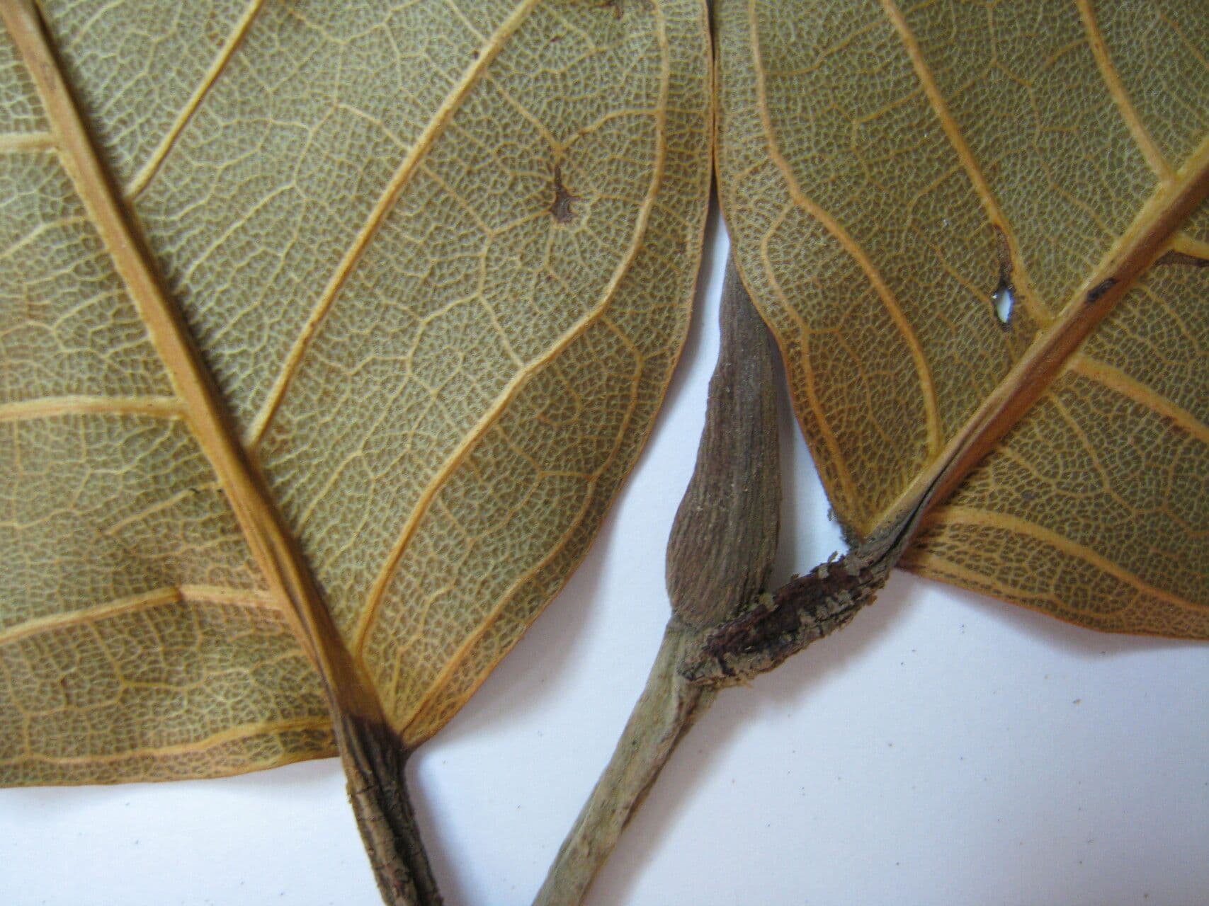 Milchbaum 6