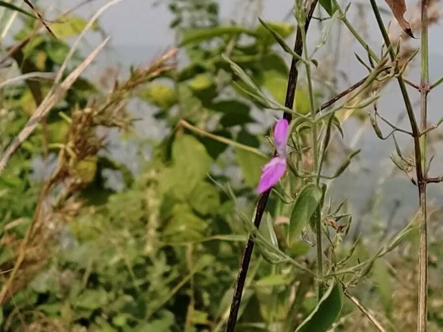 Dicliptera resupinata 4
