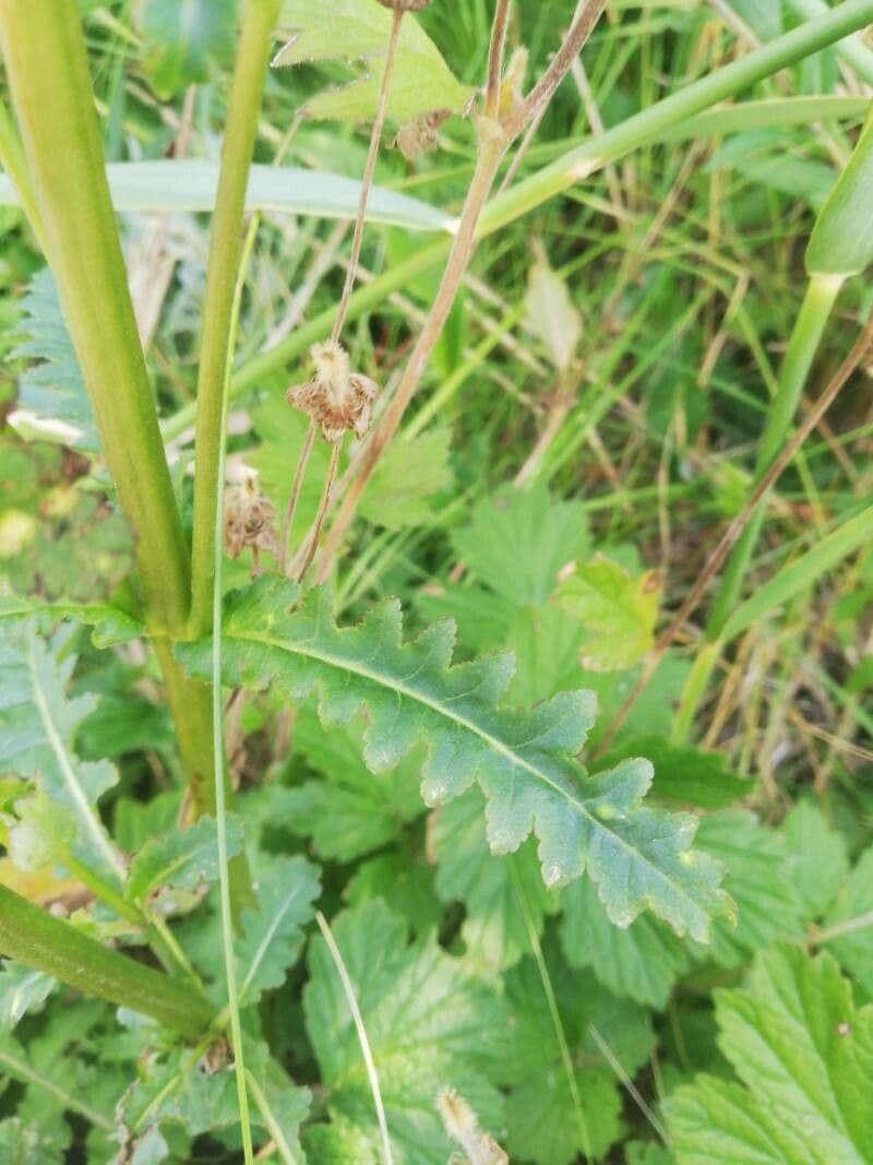 Pedicularis sceptrum-carolinum 10