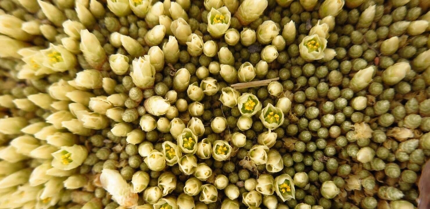 Pycnophyllum 2