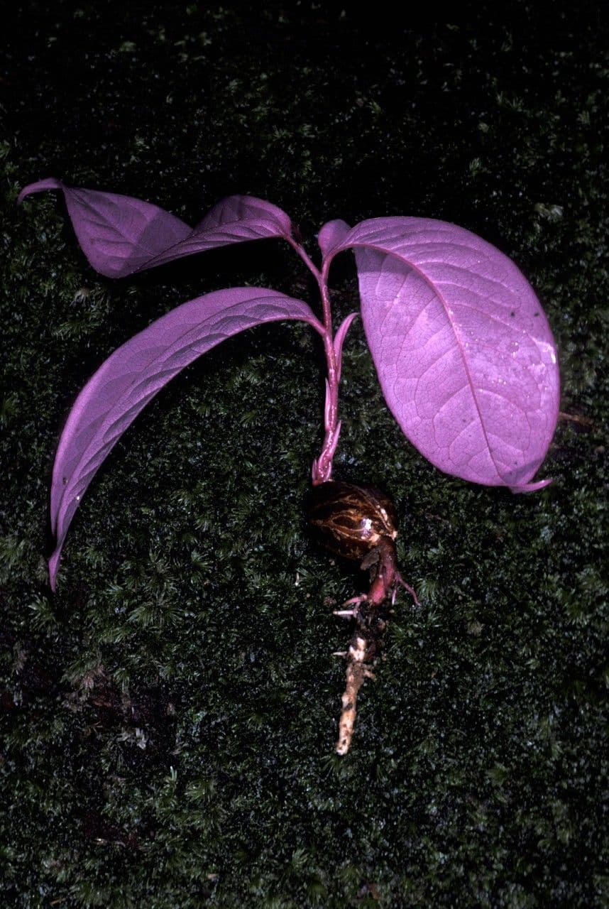 Eschweilera 3