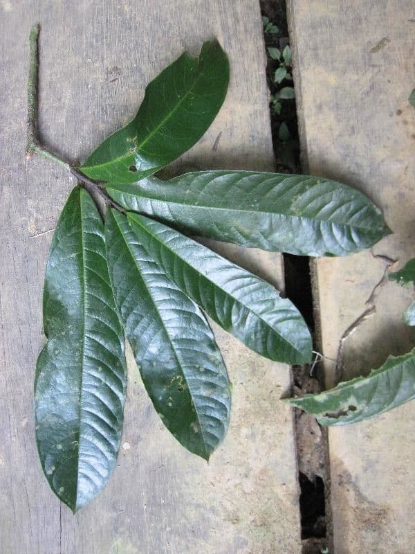 Duguetia 2