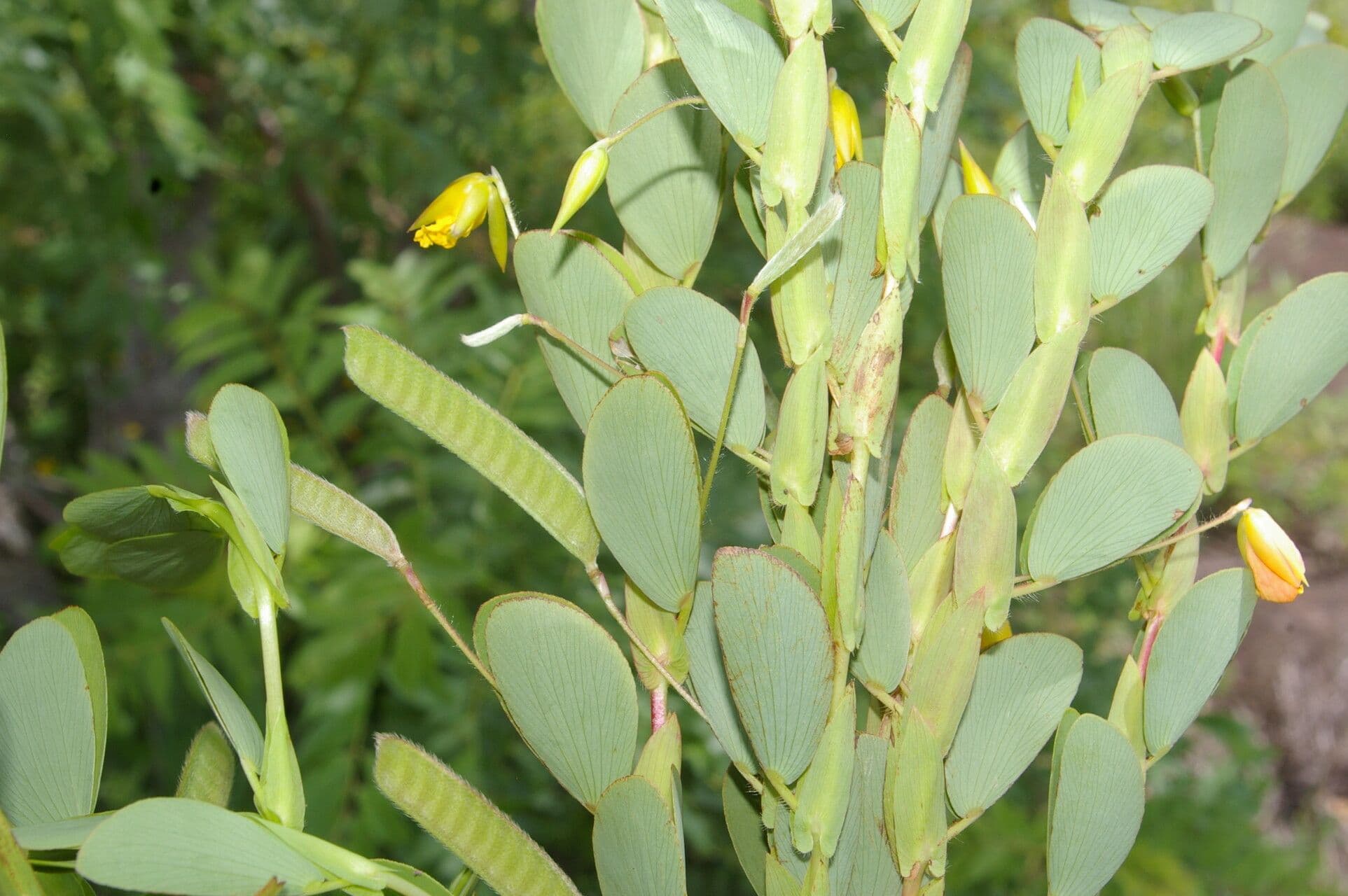 Cassia diphylla 13