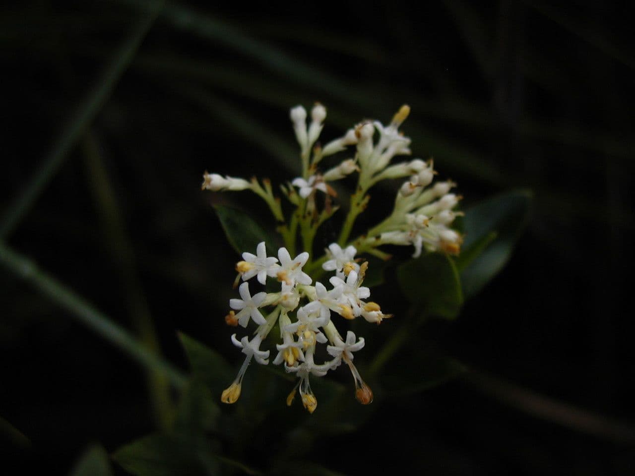 Normandia neocaledonica 2