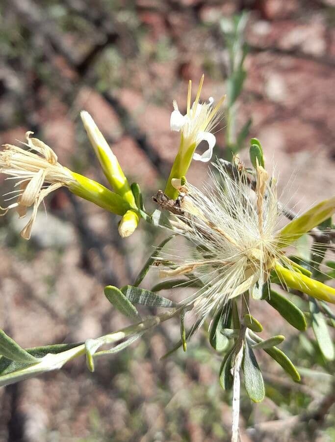 Hyaloseris 3