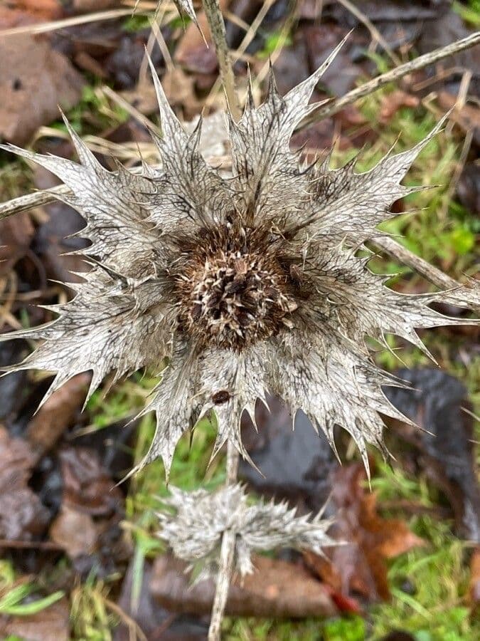 Carlina comune 3