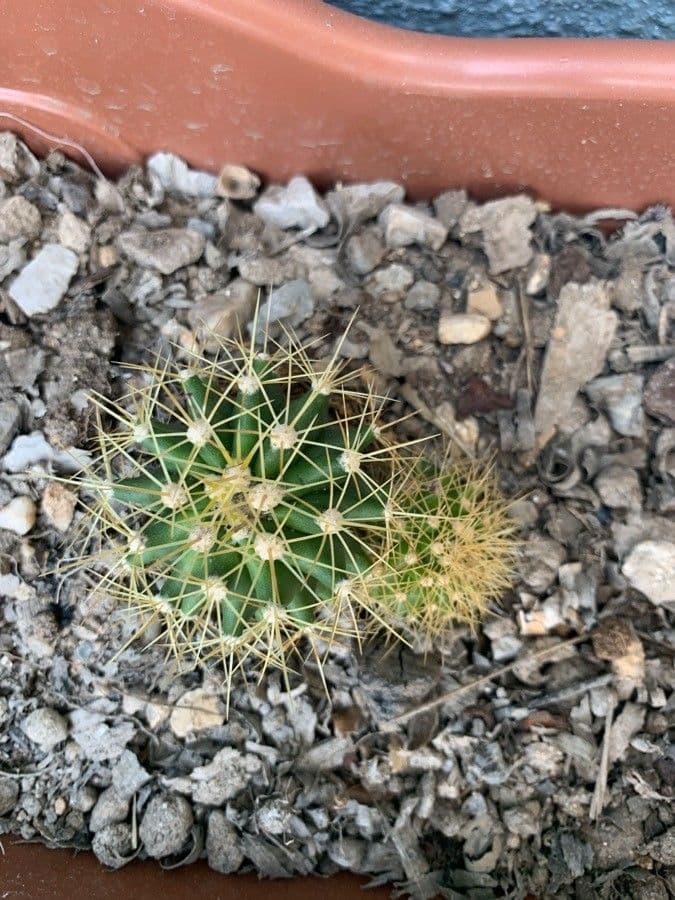 Coleocephalocereus 2