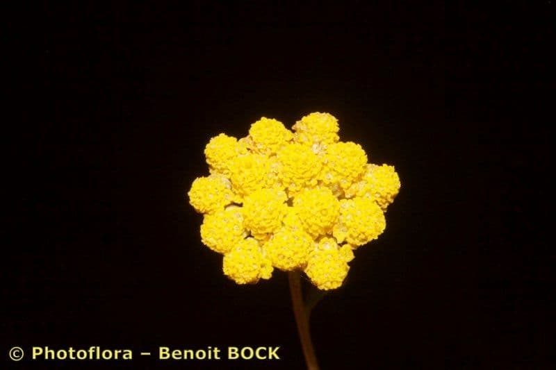 Achillea 22