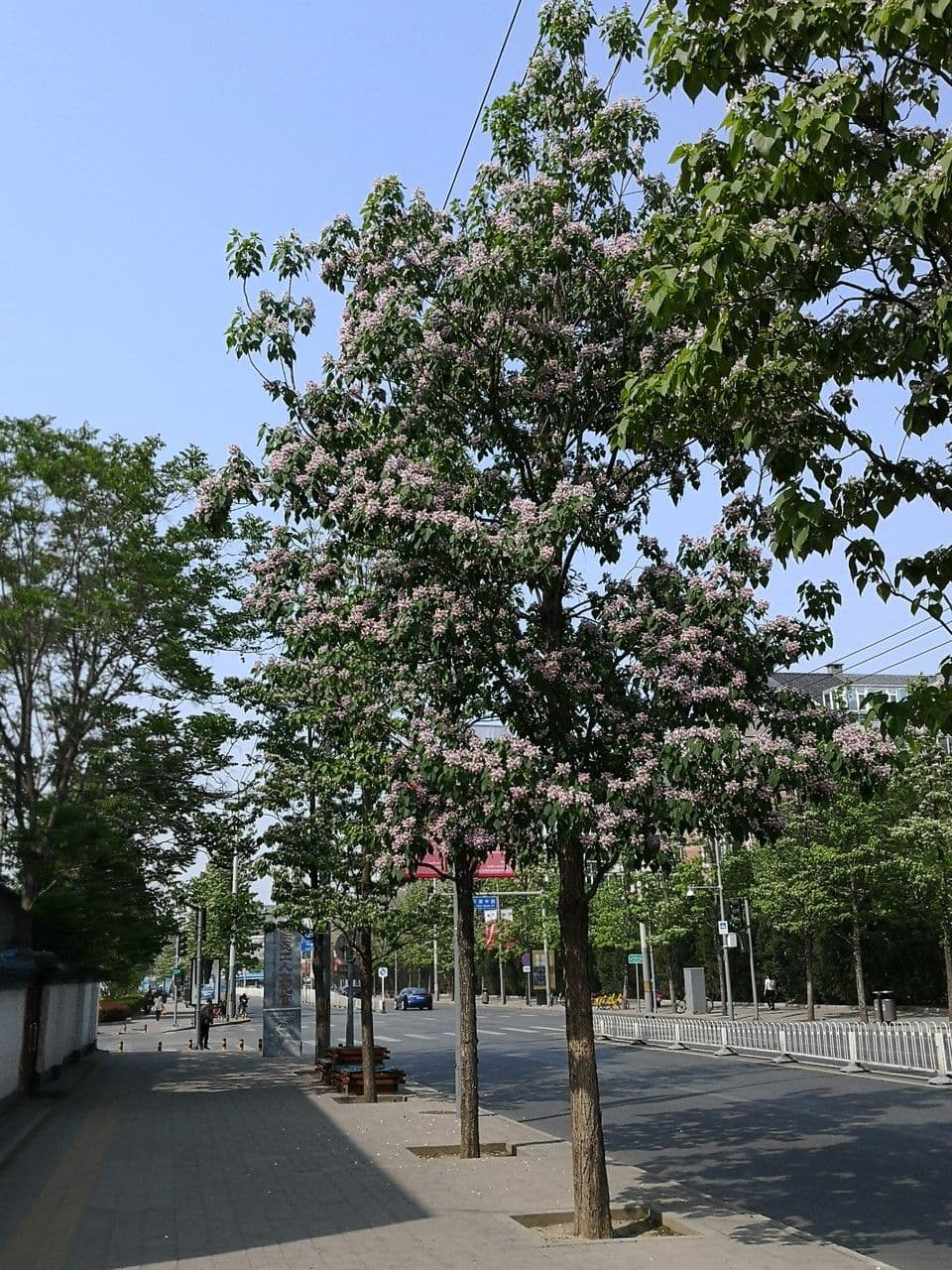 Catalpa di Bunge 7