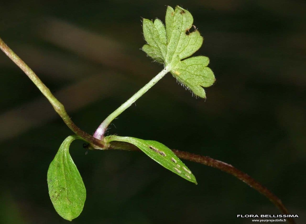 Ranunculus 14