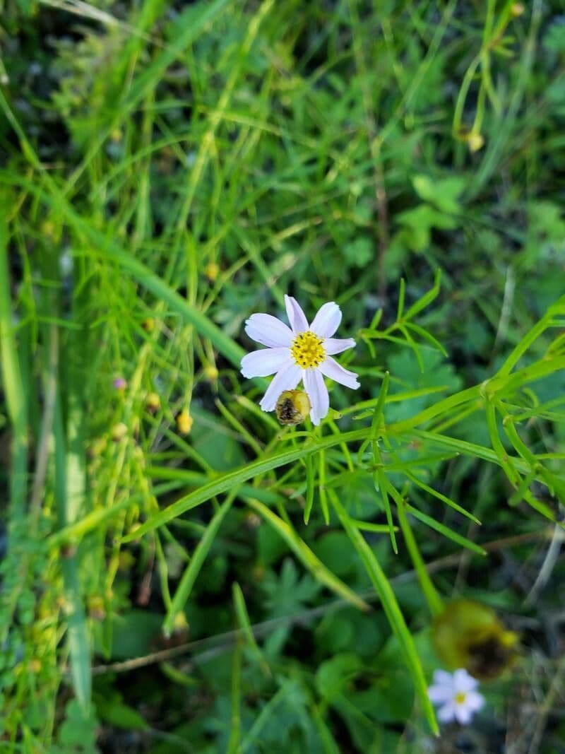 Coreopsis rosa