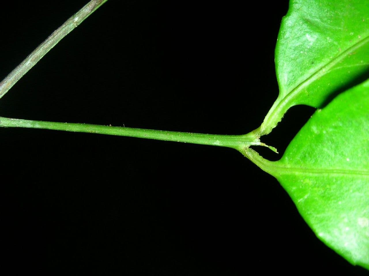 Crossopetalum 12