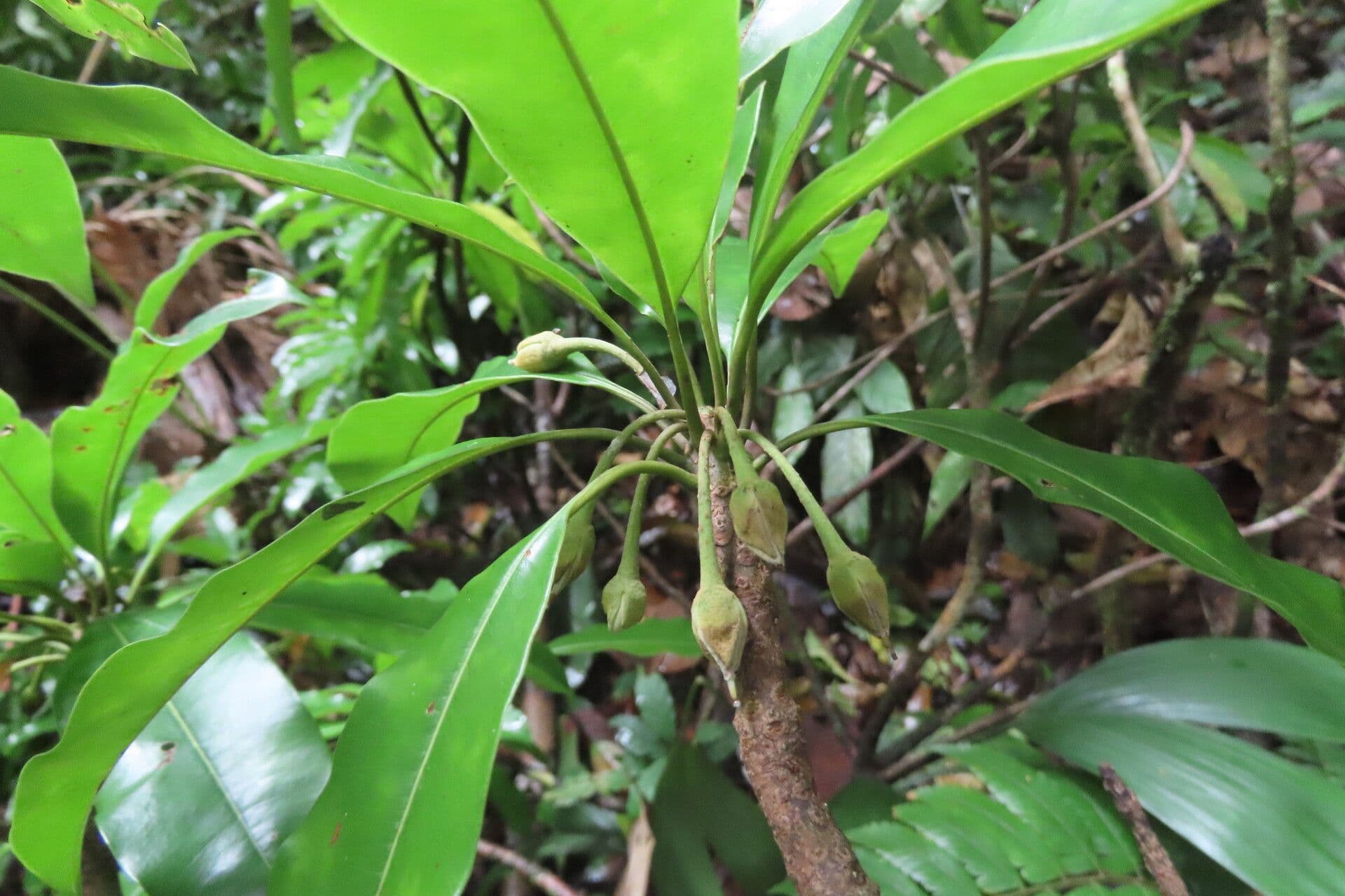 Manilkara 7