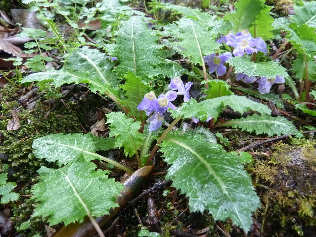 Primula 5