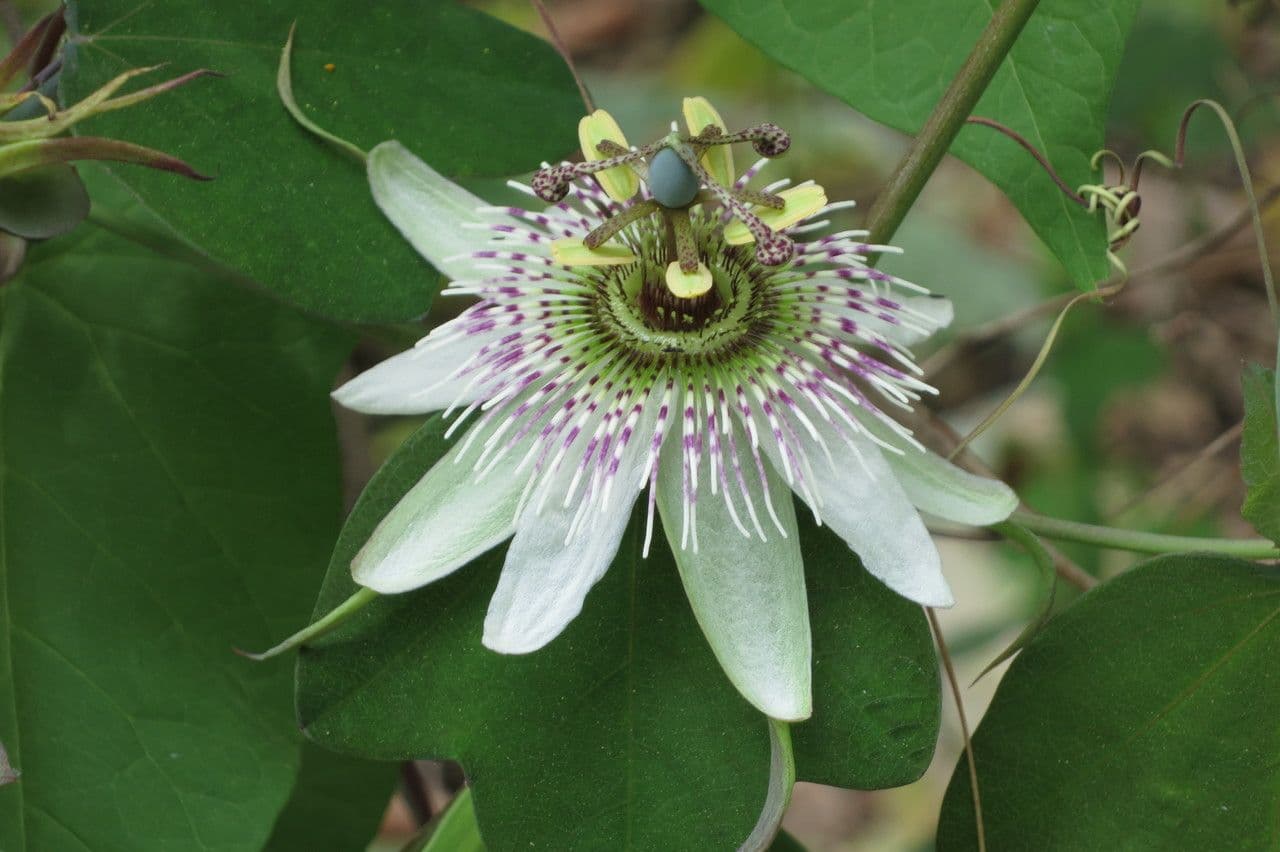 Passiflora