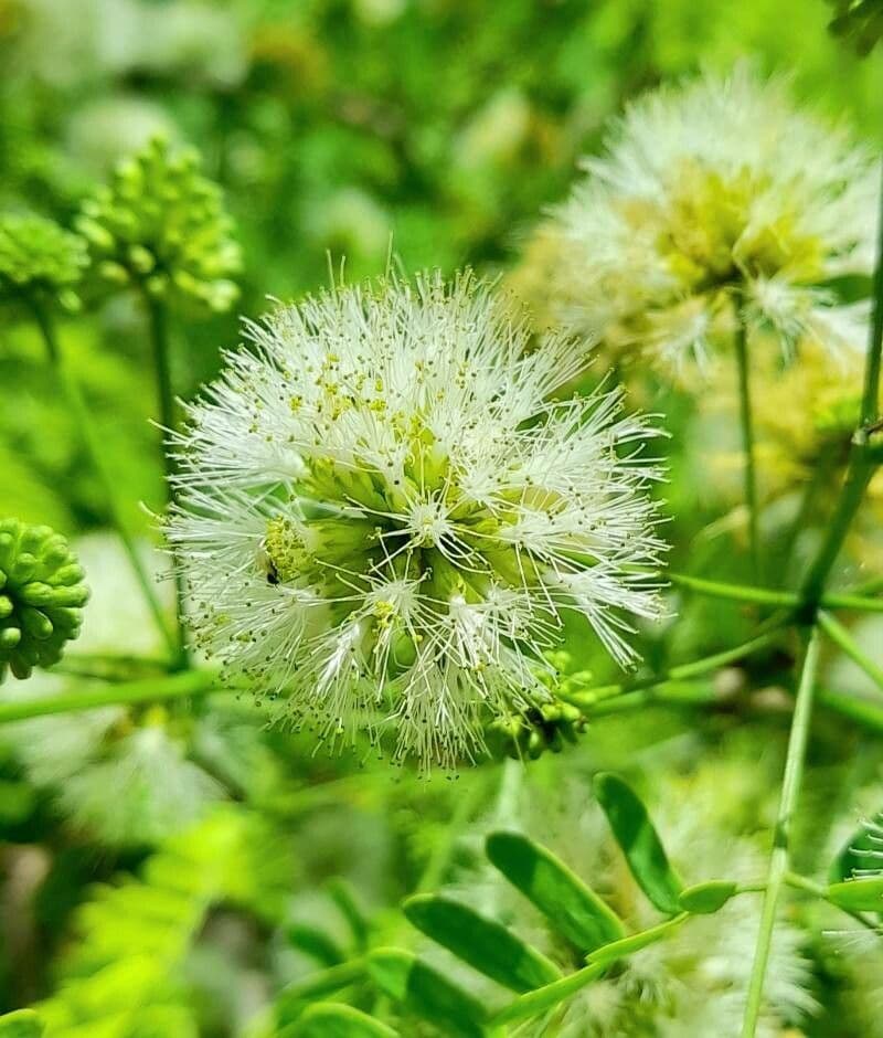 Chloroleukon 2
