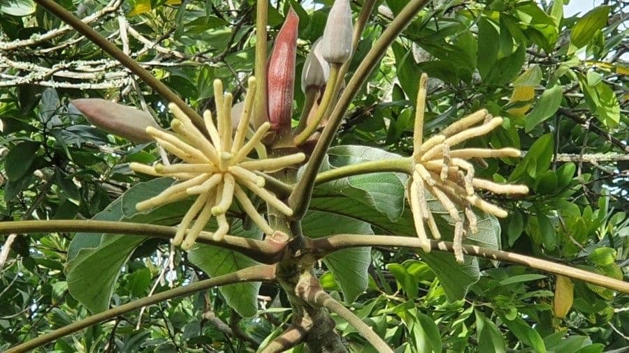 Cecropia 3