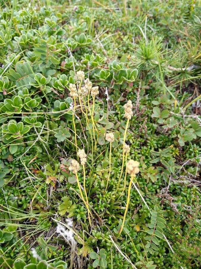 Tofiedia minore