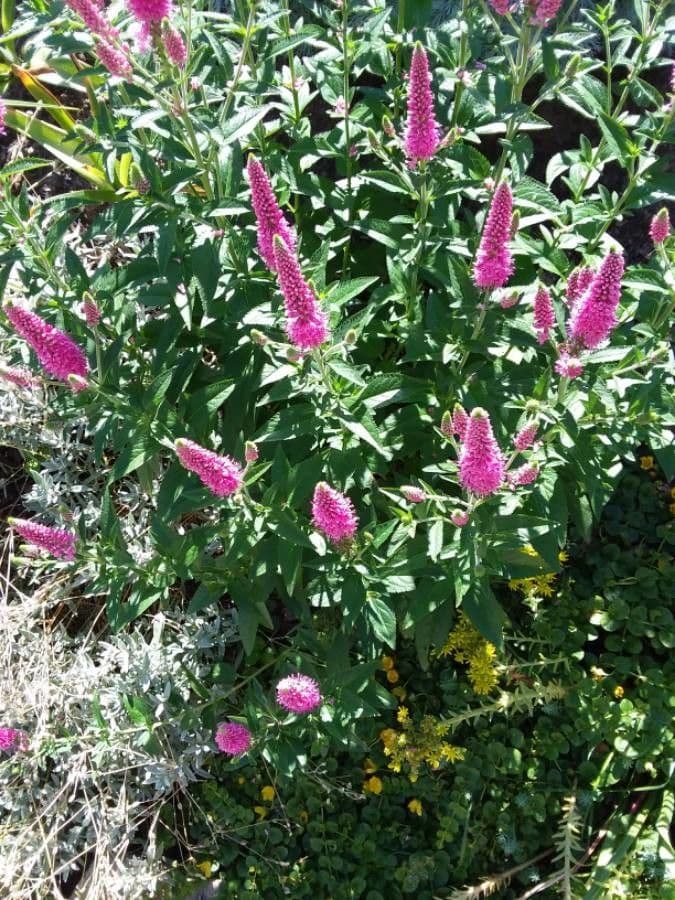 Spiraea di Douglas 15