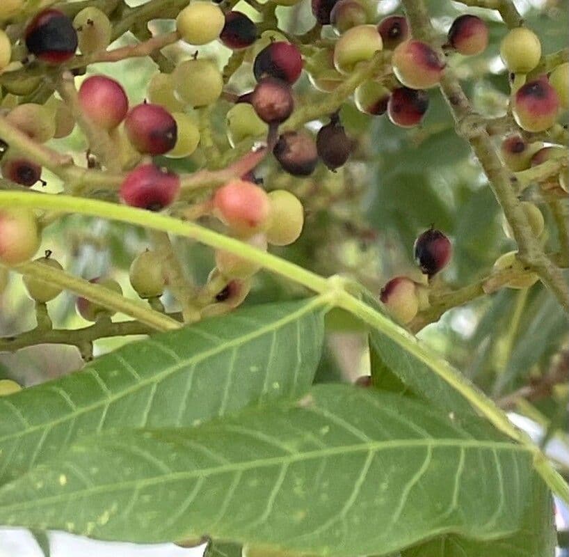 Pistacchio cinese 16