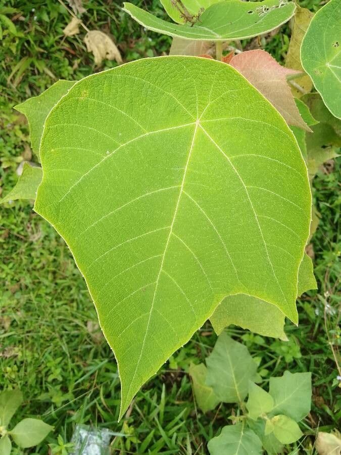 Mallotus 8