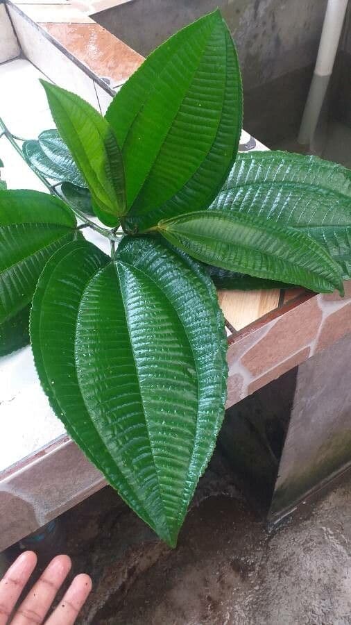 Miconia 9