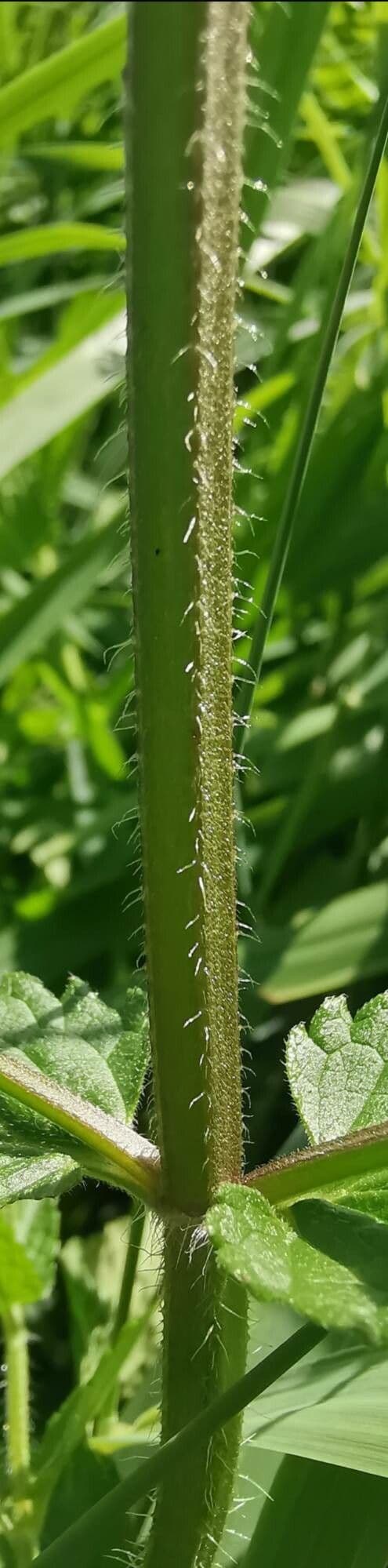 Betonica palustre 24