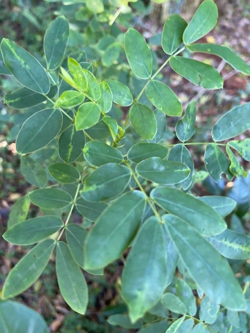 Senna pendula 10