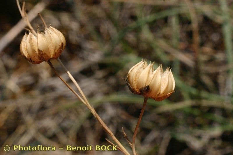 Linum leonii 4