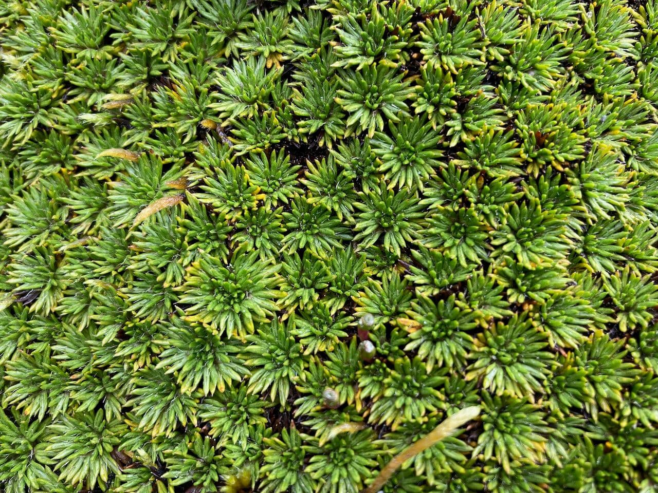 Azorella 10