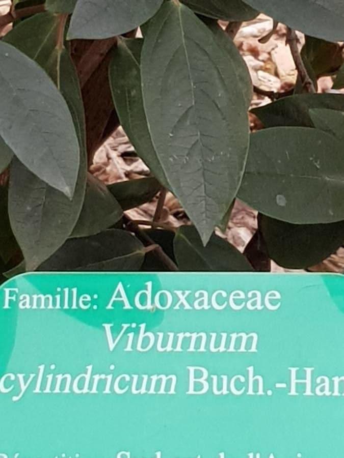 Viburno cilindrico 5