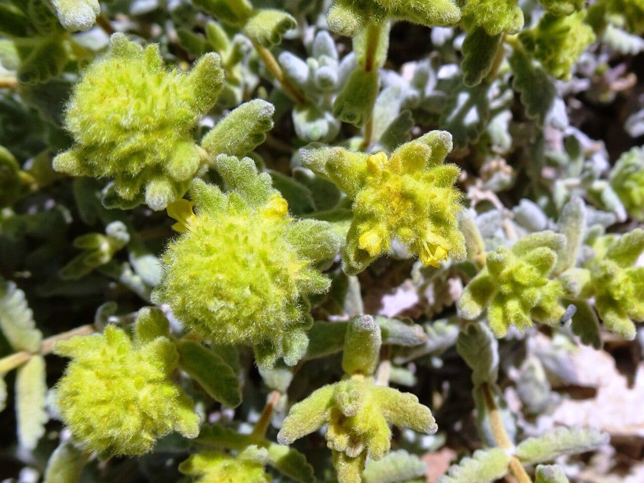Teucrium 5