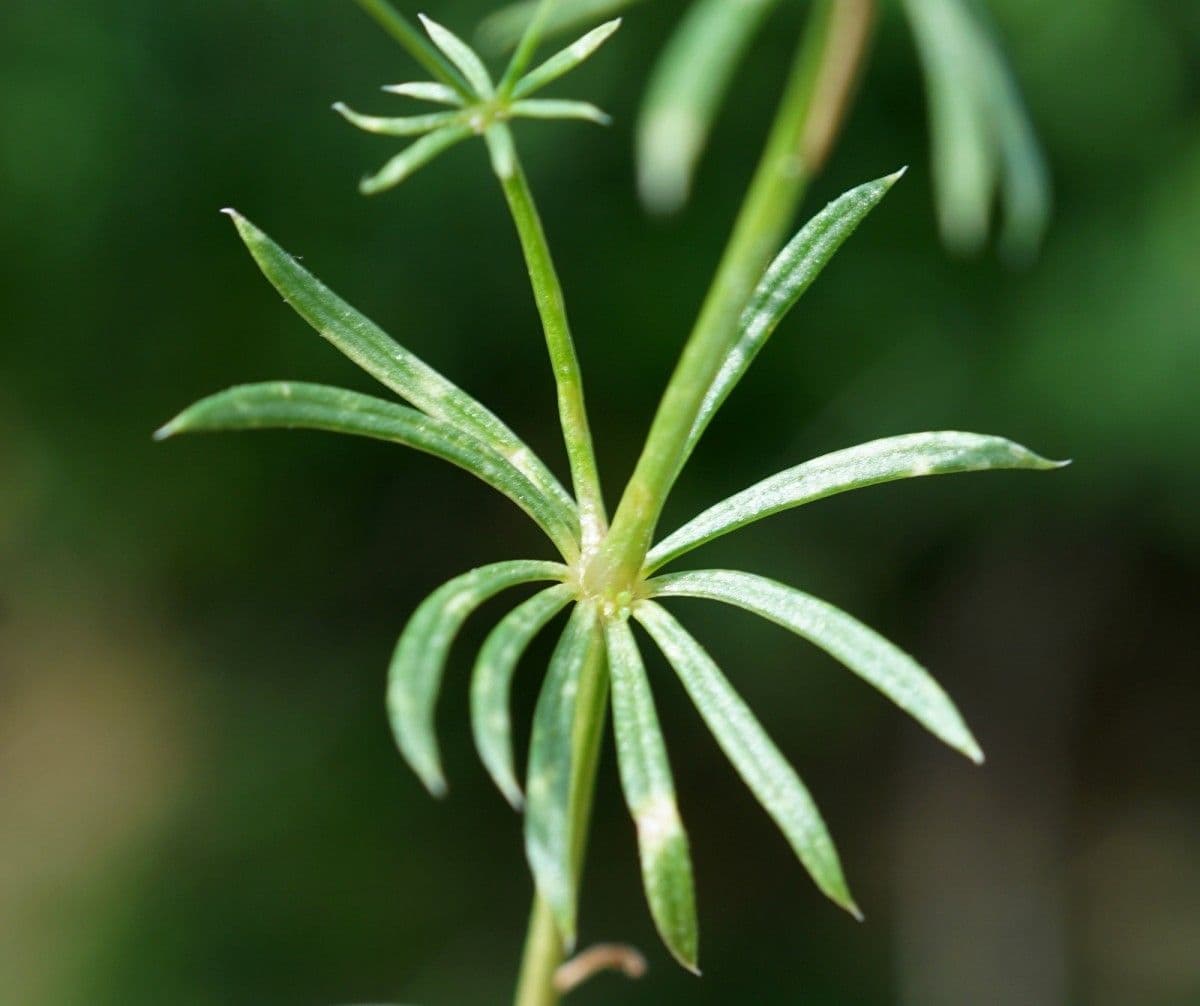 Rubiacea 13