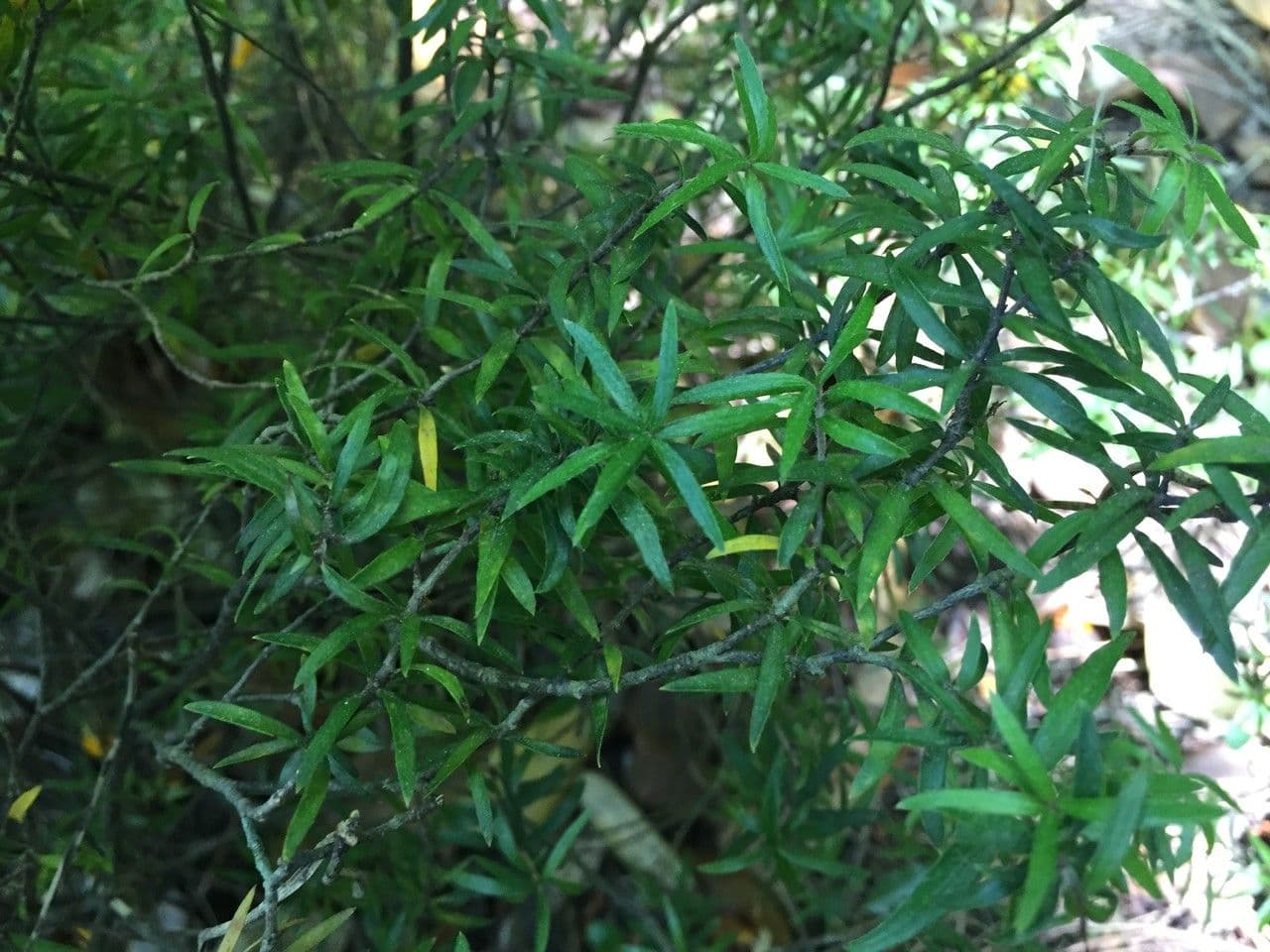 Pittosporum 4