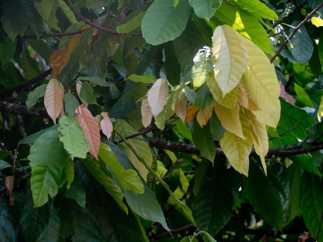 Cacao 19