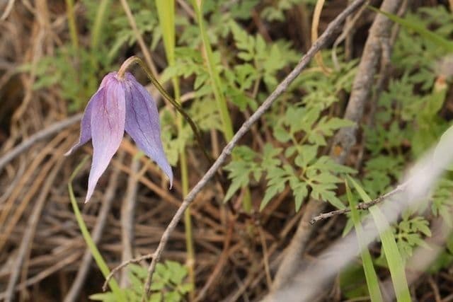 Clematis occidental 9