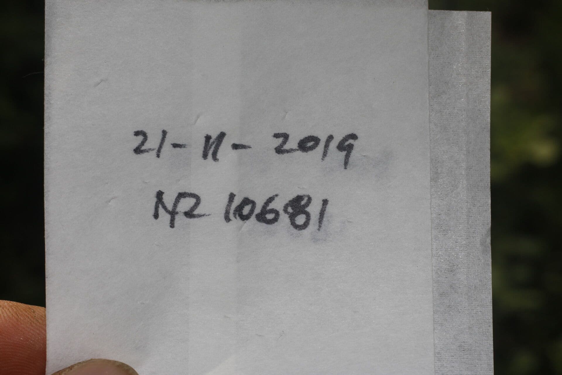 Ibišek súdánský 26