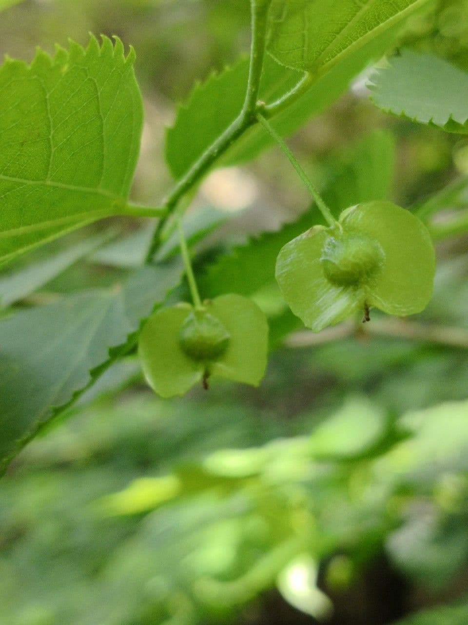 Pteroceltis 2