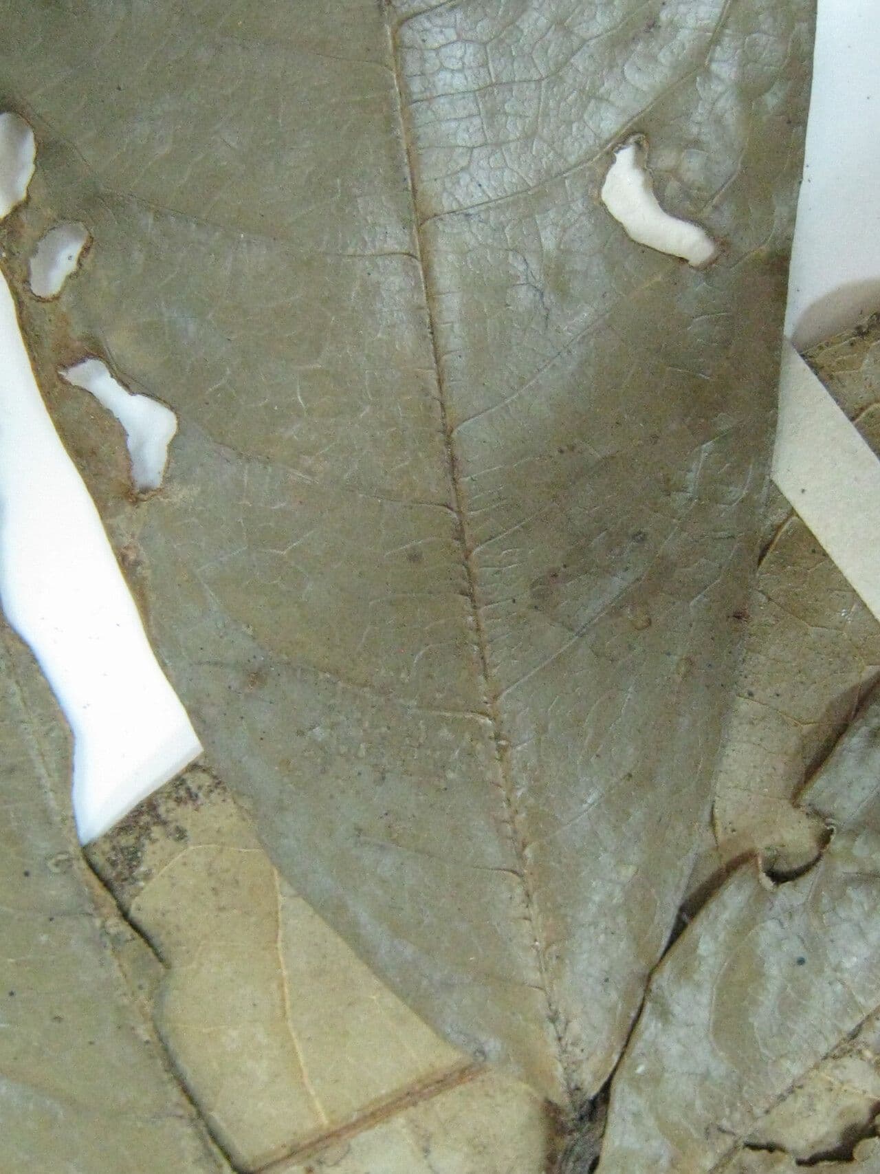 Duguetia 10